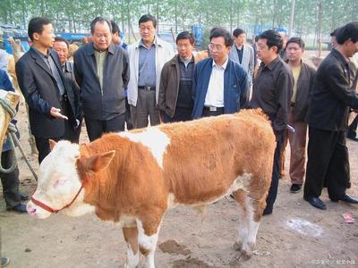 養(yǎng)殖黃牛技術知識,農(nóng)村黃牛養(yǎng)殖方法有哪些?