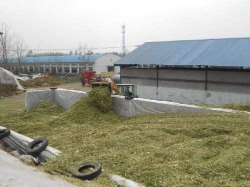 青貯飼料制作的黃金期 掌握關鍵技術，成就優質飼料